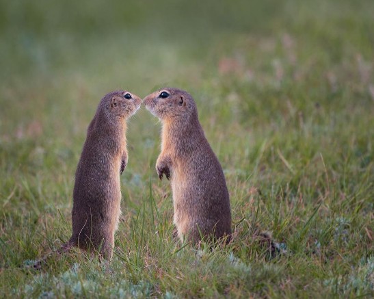新澳今晚一肖一特預測和投放及新奧今晚預測一肖一特:蛇、兔、鼠、馬短期釋義、專家解析解釋與落實?,杜絕虛假的假營銷幻