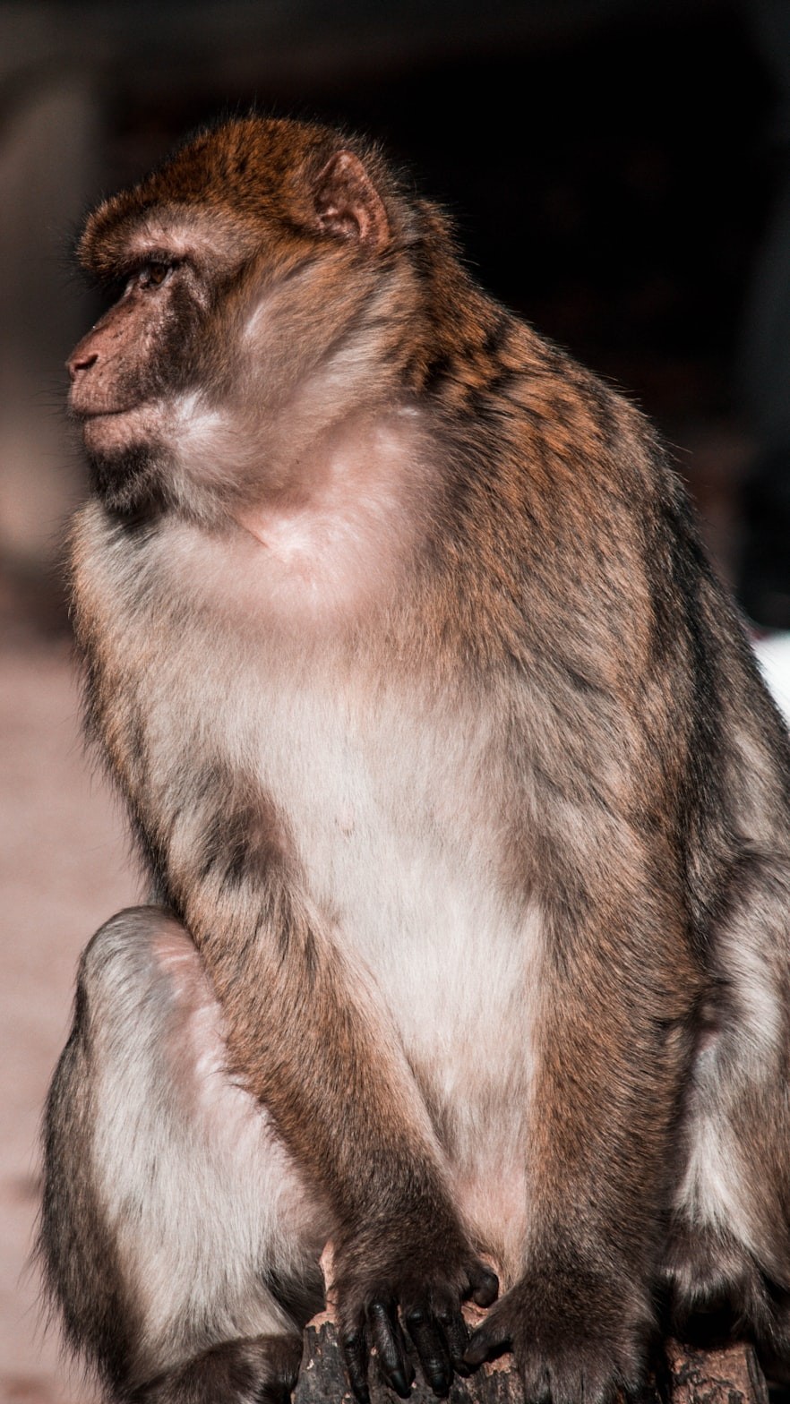 告發(fā):2025新澳門(mén)天天精準(zhǔn)資枓：蛇、狗、猴、鼠,7777788888888精準(zhǔn)新傳劇情介紹:狗、牛、羊、猴-營(yíng)銷(xiāo)釋義、解釋與落實(shí),謹(jǐn)防包裝的假象