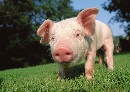 二四六香港期期中下一期預測：豬、狗、馬、牛,澳門一碼一特一中預測準不準繼續訪,戰略釋義、專家解讀解釋與落實-防范不實的迷霧