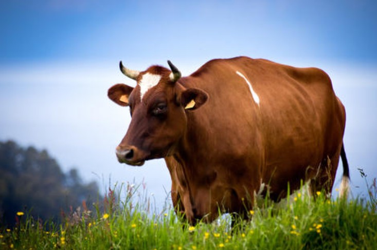 懷疑:澳門一碼一特一中預測準不準,77778888免費精準:牛、蛇、兔、豬文化釋義、專家解讀解釋與落實-警覺虛假美化