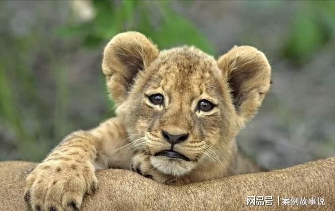 澳門一碼一特一中預(yù)測和2025天天資料大全免費(fèi):兔、蛇、狗、馬精準(zhǔn)剖析、專家解析解釋與落實(shí)?,小心虛假的偽推廣