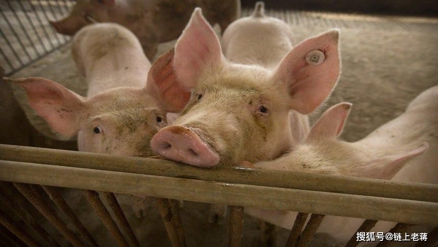 香港資料長期免費(fèi)公開嗎或2025年天天免費(fèi)資料:豬、鼠、羊、兔,警惕虛假的假廣告云-風(fēng)控剖析、專家解析解釋與落實(shí)